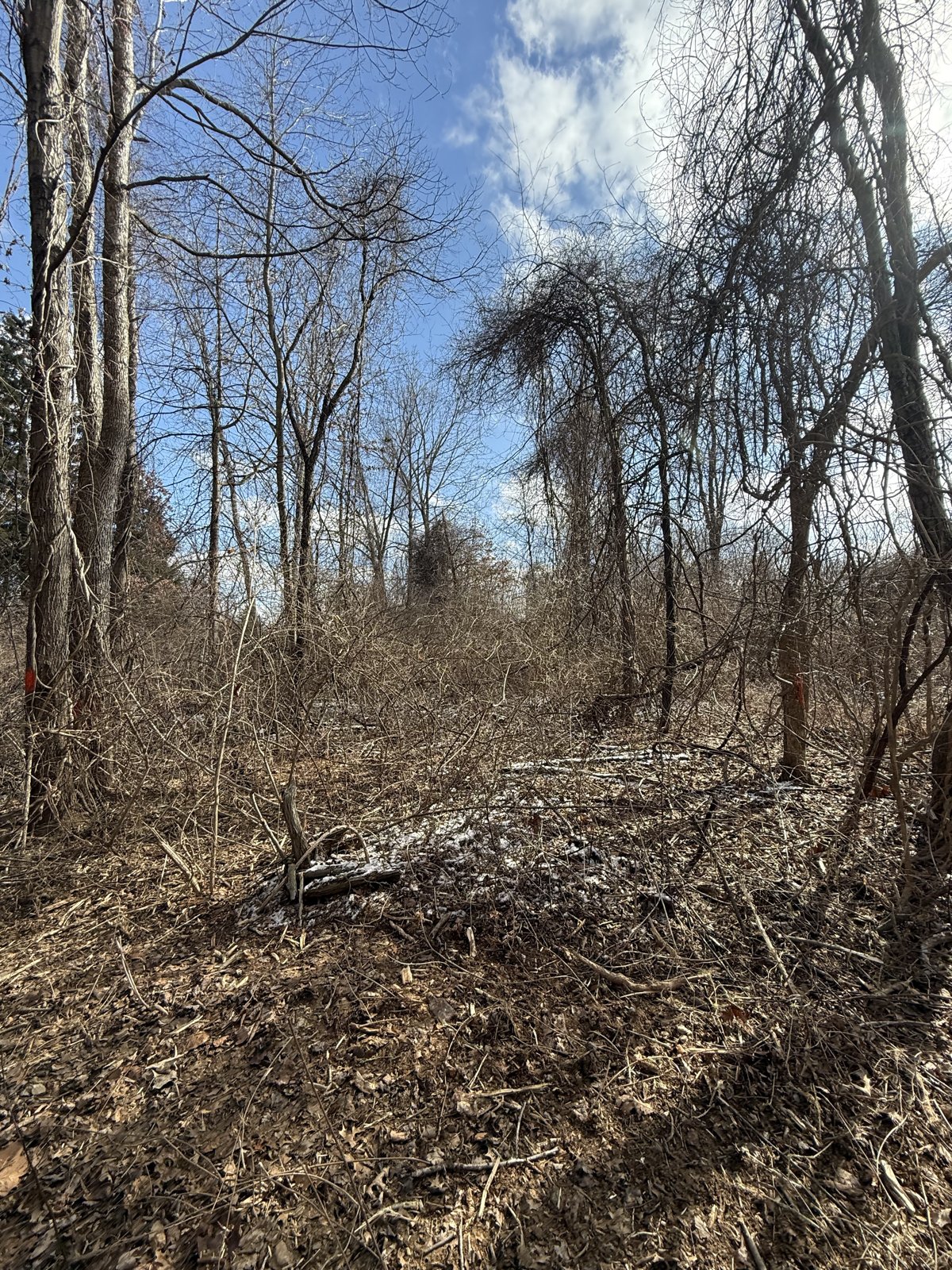 Before: impenetrable brush thicket